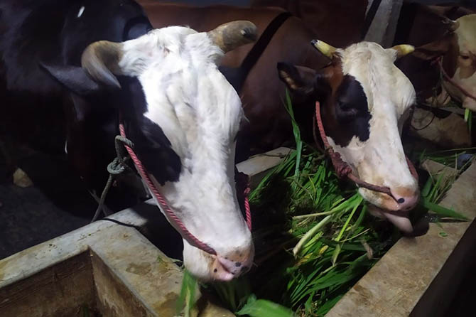 SELAMAT: Dua ekor sapi yang sebelumnya ditemukan di Pasar Sapi, Kelurahan Jrebeng Kidul, Kecamatan Wonoasih, Kota Probolinggo, telah dikembalikan kepada pemiliknya. (Polsek Wonoasih For Jawa Pos Radar Bromo)