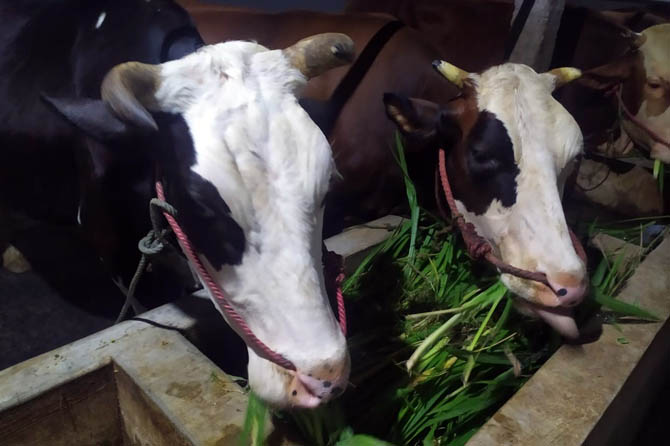 TAK BERTUAN: Dua ekor sapi yang ditemukan di Pasar Ternak, Jrebeng Kidul, Kecamatan Wonoasih, Selasa (13/4) malam, kini diamankan Polsek Wonoasih.