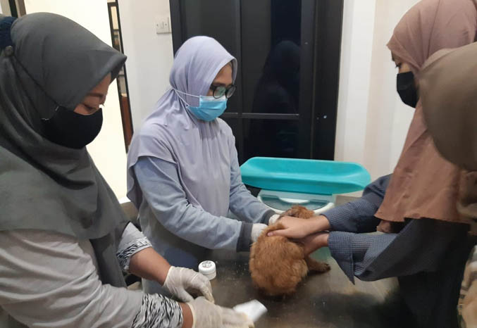 CEK: Izza Rahmawati, (tengah) dokter hewan di Klinik Hewan memeriksa kesehatan kelinci milik Adel dan Endang. (Foto: Arif Mashudi/Jawa Pos Radar Bromo)