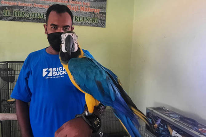 BESAR: Yudi bersama macaw jenis blue and gold berusia tiga tahun yang dia dipelihara sejak masih baby. (Foto-foto: Fahrizal Firmani/Jawa Pos Radar Bromo)