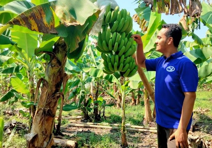LEBAT: Sekretaris Kelompok Tani Mulyo II menunjukkan pisang Cavendish yang berbuah lebat. (Foto M Busthomi/Jawa Pos Radar Bromo)