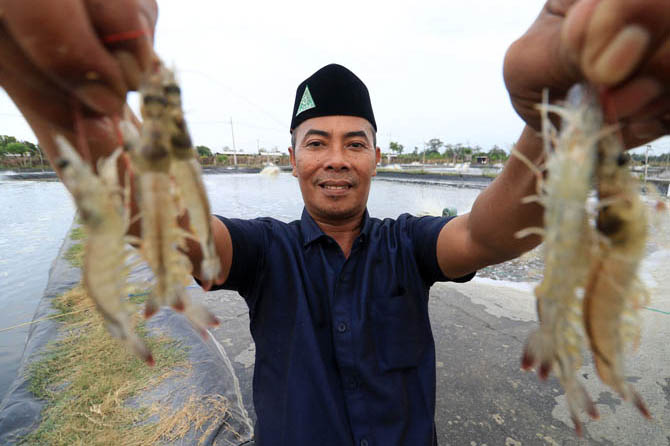 MENGGIURKAN: HM Ilyas menunjukkan udang vaname hasil budi dayanya. (Foto M Zubaidillah/Jawa Pos Radar Bromo)