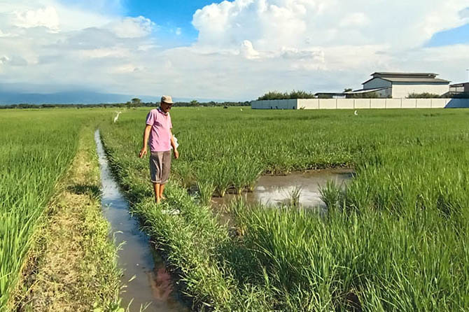 SAWAH: Bunadin, warga Desa Jabungcandi, Kecamatan Paiton, saat menunjukkan lokasi tempat Candi Wurung yang saat ini telah menjadi lahan padi. (Foto: Agus Faiz Musleh/Jawa Pos Radar Bromo)