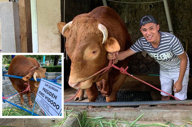 SEHAT: Alif Dheo Hawirhanda bersama sapi Limosin peliharaannya yang dibeli Presiden Jokowi untuk hewan kurban. (Istimewa)