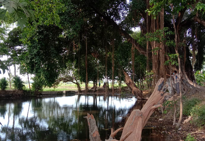 LUAS: Kolam pemandian Tamansari berlokasi di Desa Taman Sari. Berada di ujung utara desa, kolam pemandian luasnya 20 x 60 meter persegi. (Foto: Agus Faiz Musleh/Jawa Pos Radar Bromo)