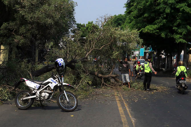 KENA TRUK: Kondisi pohon tumbang di Jalan Untung Suropati Kota Pasuruan, Rabu siang (21/7). (Mokhammad Zubaidillah/ Radar Bromo)