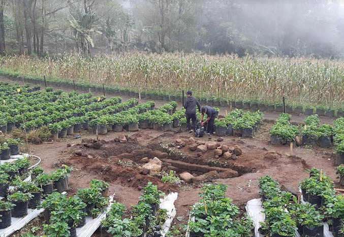 DIGALI: Sejumlah petugas menggali bangunan kuno di kebun stroberi Desa Sapikerep, Kecamatan Sukapura, Kabupaten Probolinggo. Bangunan ini diduga bangunan suci peninggalan zaman kerajaan Singosari. (Foto: Dok. Radar Bromo)