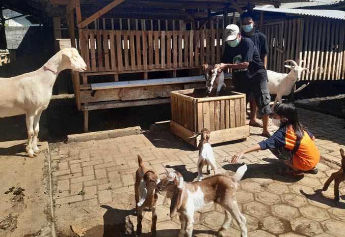 DILEPAS: Kambing di peternakan yang ada di Dusun Sukun, Desa Klenang Kidul. Anak-anak bisa belajar langsung tentang kambing. (Foto: Arif Mashudi/Jawa Pos Radar Bromo)