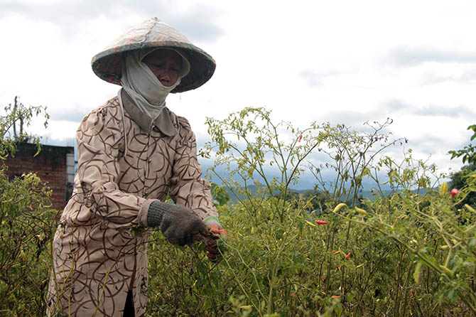 PANEN: Salah seorang buruh tahun di Kecamatan Gading, Kabupaten Probolinggo, memetik cabai keriting. Minggu (22/8), di pasaran harga cabai turun menjadi Rp 15.000 per kilogram. (Agus Fais Musleh/Jawa Pos Radar Bromo)