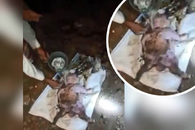 SUDAH DIKUBUR: Cuplikan video anak kambing yang disebut terlahir mirip bayi. Anak kambing itu terlahir sudah dalam kondisi mati dan langsung dikubur.