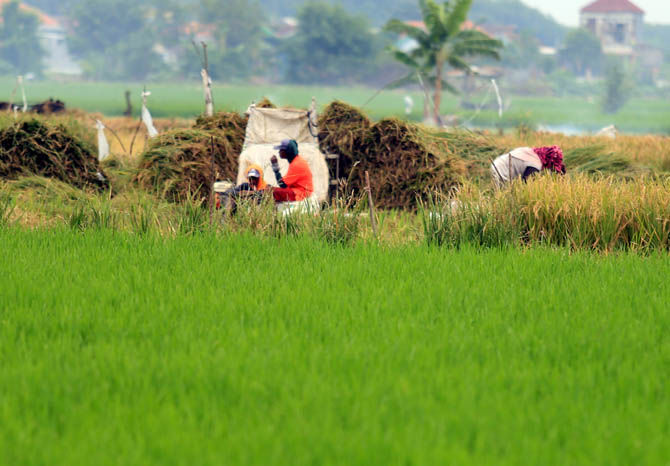 DIGEMPUR PEMBANGUNAN: Petani di Kabupaten Probolinggo di lahan sawahnya. Sejak 2015 hingga 2020, ternjadi penyusutan luasan lahan pertanian. (Foto: Zainal Arifin/Jawa Pos Radar Bromo)