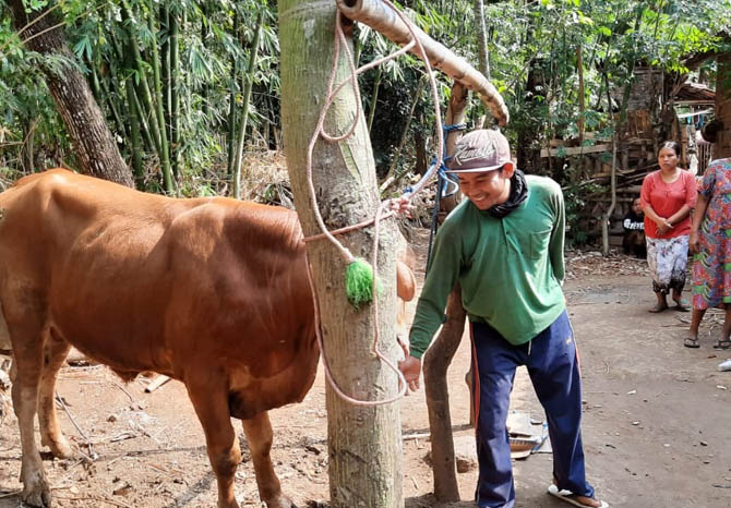 KETEMU: Sapi limosin  milik Muniri yang dipelihara Mursid. Sapi ini berhasil ditemukan setelah sempat dibawa pencuri, Kamis (21/10) dini hari (Foto : Perangkat Desa Tegalwatu For Jawa Pos Radar Bromo)