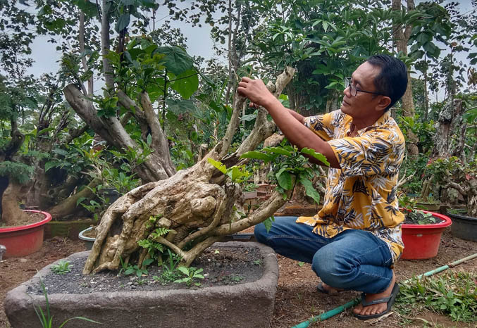 POHON TUA: Rudy Hartono memotong daun dan batang pohon bonsai pohon kopi miliknya. Pohon bonsai ini memiliki keunikan dari batang hingga akar yang mampak tua dan natural. (Foto: Achmad Arianto/Jawa Pos Radar Bromo)