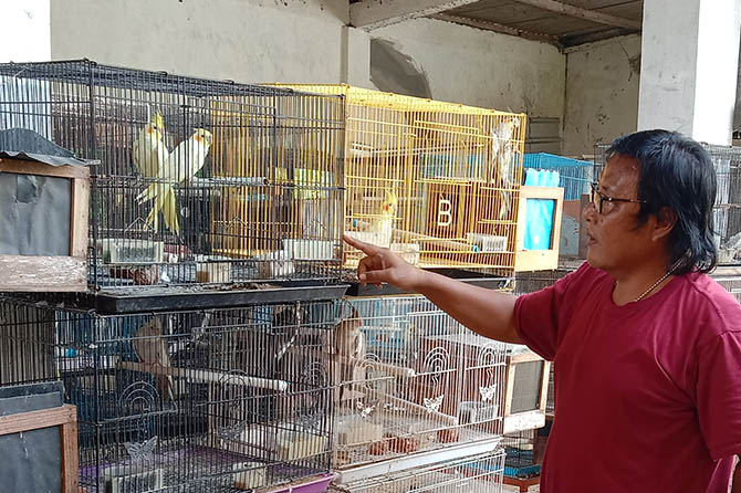 MENGUNTUNGKAN: Heri Budiawan mengecek kondisi burung parkit Australia, hasil budi dayanya. Setiap dua bulan ia mampu menjual belasan pasang anakan burung. (Achmad Arianto/Jawa Pos Radar Bromo)