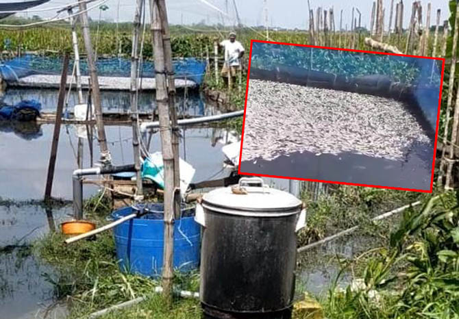 TERCEMAR?: Sungai Wrati yang kena banjir. Inset, bangkai ikan lele di kolam warga yang mati setelah kebanjiran. (Foto: Istimewa)