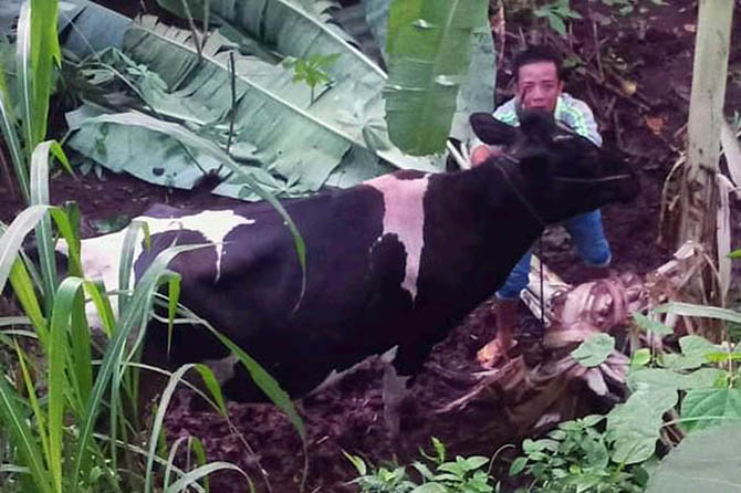 KETEMU: Seekor induk sapi susu milik Sutris berhasil ditemukan sebuah ladang kosong berjarak 700 meter dari kandang. Sementara anakan sapi masih dalam pencarian. (Foto: Istimewa)