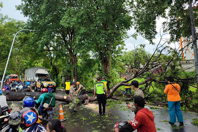 TUTUPI JALAN: Proses evakuasi pohon tumbang tutup jalan kabupaten di Dusun Tudan, Desa Kemirisewu, Kecamatan Pandaan. (Foto: Rizal F. Syatori/Jawa Pos Radar Bromo)