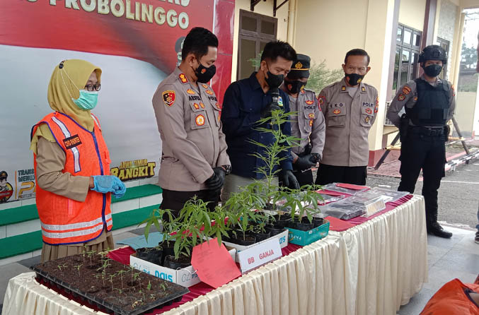 ATENSI: Tanaman cannabis sativa dipamerkan ke awak medua saat dirilis di Polres Probolinggo. Terungkapnya kasus gudang dan budidaya ganja di Sukapura menjadi atensi polisi yang kini terus dikembangkan. (Foto: Achmad Arianto/Jawa Pos Radar Bromo)