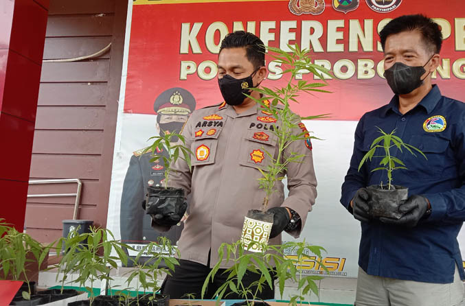 CANNABIS SATIVA: AKBP Teuku Arsya Khadafi bersama kasat reskoba AKP Sudaryanto menunjukkan bibit ganja yang berhasil diamankan. (Foto: Achmad Arianto/Jawa Pos Radar Bromo)