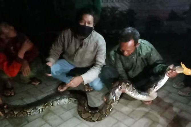 TIGA METER: Ular piton yang ditemukan warga Kertosari. (Foto: Istimewa)