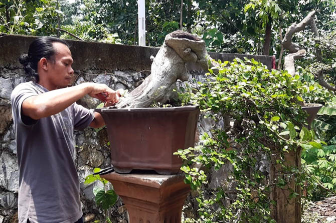 ULET: Achmad Jheyz saat merawat bonsai di kebunnya di Tandonsentul, Kecamatan Lumbang. (Arif Mashudi/Jawa Pos Radar Bromo)