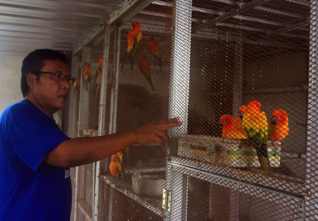 HARUS TELATEN: Merawat burung bukan hanya butuh kesenangan. Tapi juga memerlukan ketelitian. (Foto: Istimewa)