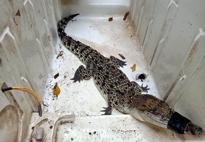 DIAMANKAN: Buaya rawa hasil tangkapan Sugiarto, warga Desa Bakalan, Kecamatan Purwosari, Kabupaten Pasuruan, diamankan BKSDA, Minggu (27/2). (Foto: Rizal Fahmi Syatori/Jawa Pos Radar Bromo)