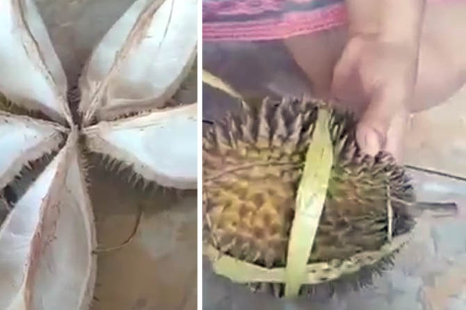 VIRAL: Screenshoot saat seorang pembeli membuka durian kosong yang dibeli dari kawasan Pasar Wisata Cheng Hoo Pandaan.