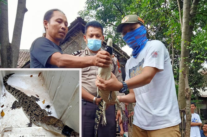 Warga dan BKSDA saat menangkap buaya muara yang ditemukan saluran drainase. Inset buaya yang ditemukan warga.