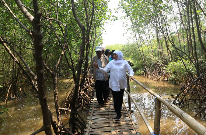 TERUS DIKEMBANGKAN: Gubernur Jatim Khofifah Indar Parawansa mengunjungi Penunggul Mangrove Park yang kini menjadi wisata desa. (Foto: M Zubaidillah/Jawa Pos Radar Bromo)