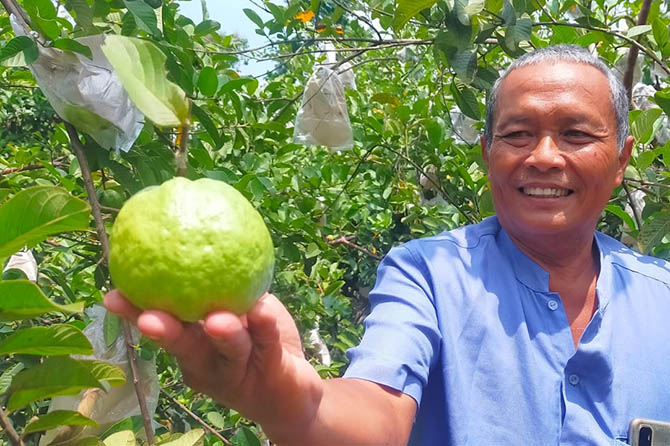 Sudiadi menunjukkan buah jambu kristal di kebunnya. (Mukhamad Rosyidi/Radar Bromo)