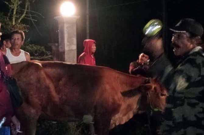 KETEMU: Polsek Tiris bersama warga bahu-membahu mencari sapi. Beruntungnya sapi ditemukan masih berada di Desa Ranugedang. (Foto: Polres Probolinggo for Jawa Pos Radar Bromo)