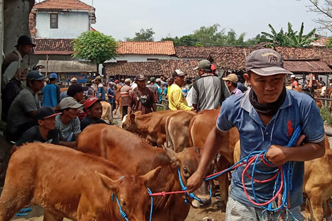 SIAP JUAL: Pedagang sapi di salah satu pasar hewan di Kabupaten Probolinggo. (Foto: Dok. Radar Bromo)
