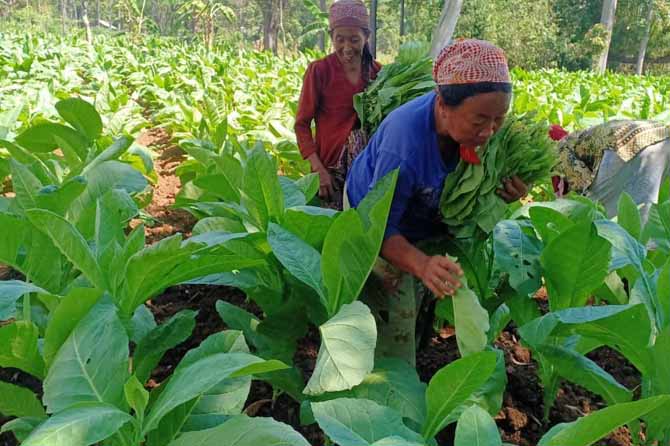 ANDALAN: Petani tembakau saat memanen Bako Dungbanger yang jadi andalan Desa Kedungrejo, Kecamatan Winongan. Pemdes setempat berencana menambah lahan tembakau tahun ini. (Pemdes Kedungrejo, Kecamatan Winongan for Jawa Pos Radar Bromo)