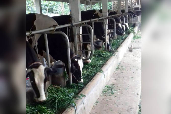 IKUT MENCEGAH: Sapi di KUD Argopuro. Koperasi ini sekarang membatasi pelayanan setelah adanya wabah PMK. (Foto: Dok. Radar Bromo)
