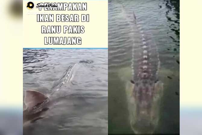 Screenshoot yang menyatakan penampakan ikan besardi Lumajang. Faktanya video itu merupakan ikan sturgon yang berada di Provinsi British Columbia, Kanada. Bukan di Ranu Pakis, Lumajang.