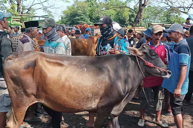 TAK SERAMAI DULU: Pedagang sapi di Pasar Besuk membawa hewan ternaknya untuk dijual. Semenjak ada wabah penyakit mulut dan kuku, kini pemilik sapi kian waswas. (Foto: Dok. Radar Bromo)