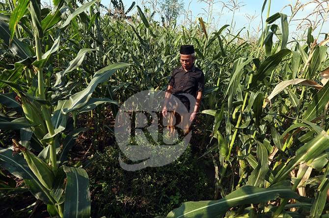DITUTUP: Sumur pertama yang dibangun Mbah Ramoy, lokasinya kini ada di tengah sawah. Kini sumur itu ditutup dan tidak lagi digunakan. (Zainal Arifin /Jawa Pos Radar Bromo)
