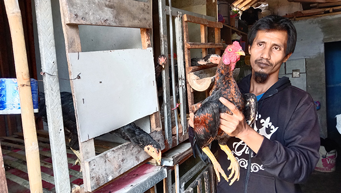 DIOBATI: Suyitno mengobati ayam sakit di rumahnya. Puluhan ayam berhasil dia sembuhkan. Namun, dia hanya mampu merawat dua ekor ayam hingga sembuh. (Achmad Arianto/Jawa Pos Radar Bromo)