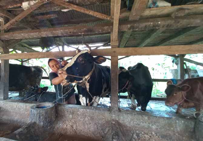 PERAWATAN: Sapi-sapi milik peternak asal Kecamatan Lumbang dijaga agar tetap sehat dan tidak sampai tertular PMK. (Foto: M Rosyidi/Jawa Pos Radar Bromo)
