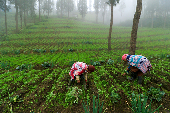 TANAM KEDUA: Petani bertanam kentang pada musim tanam kedua tahun ini. Namun, banyak tanaman yang mati karena cuaca buruk. (Mokhamad Zubaidillah/Jawa Pos Radar Bromo)