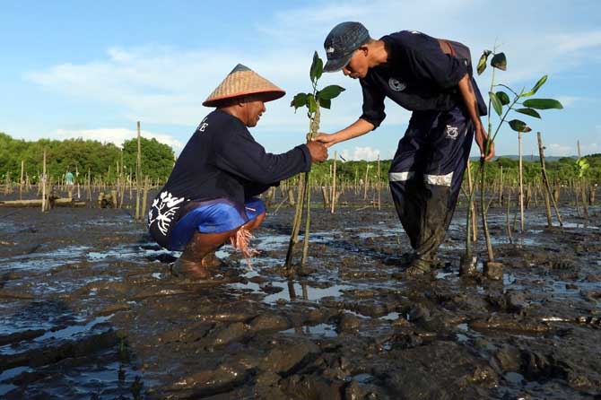 Paiton Energy dan POMI tanam 15 ribu bibit mangrove untuk meningkatkan kualitas lingkungan hidup dan mitigasi perubahan iklim.