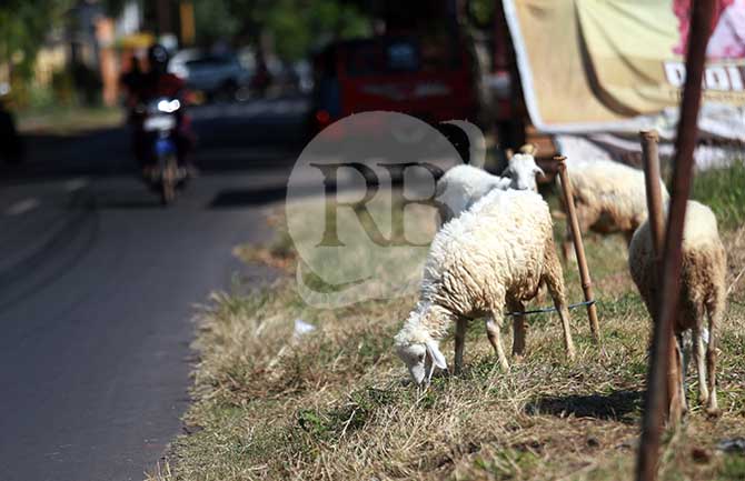 SEPI: Pembeli domba dan kambing di Pasar Besuk menurun drastis akibat wabah PMK.
