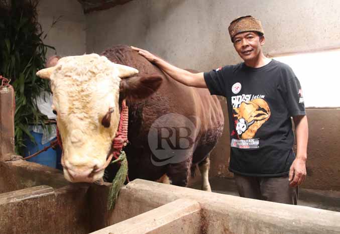 SUDAH DIPESAN: Mulyono bersama sapi simental peliharaannya. Sapi yang diberi nama Slamet itu akan digunakan Presiden RI untuk berkurban. (Foto: Arif Mashudi/Jawa Pos Radar Bromo)