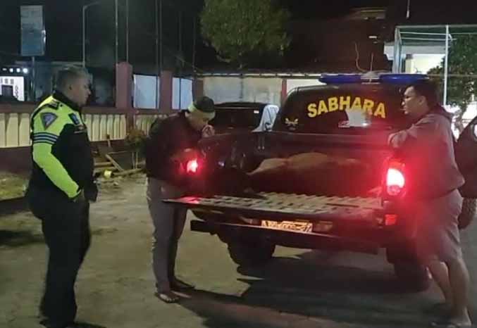 HASIL KEJAHATAN: Kapolsek Tiris Iptu Agus Nur Fadianto (kiri) saat mengamankan sapi ke mapolsek. (Foto: Istimewa)