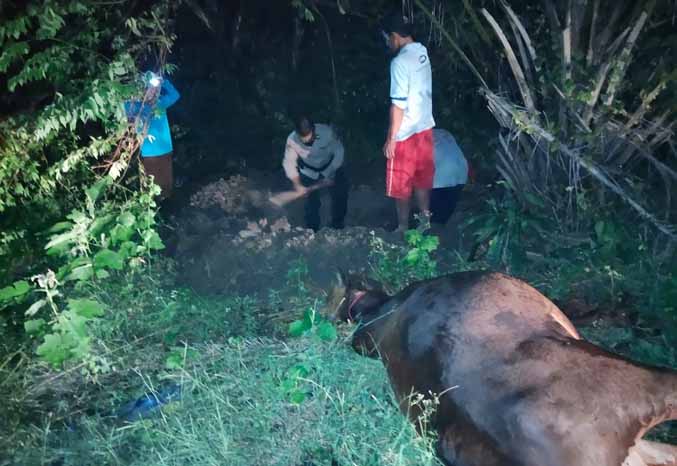 LANGSUNG DIKUBUR: Warga dan petugas kepolisian mengubur sapi mati yang dibuang di sebuah lahan di Dusun Krajan, Desa Tamansari, Dringu. (Foto: Polsek Dringu for Jawa Pos Radar Bromo)