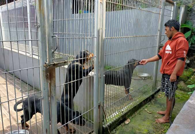 PAHAM KARAKTER: David menyapa anjing rottweiler di kandang yang ada di Tretes, Prigen. (Foto: Rizal F Syatori/Jawa Pos Radar Bromo)