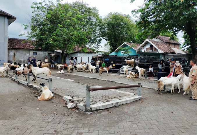 BANYAK KAMBINGNYA: Aktivitas di Pasar Hewan di Pandaan. (Foto: Rizal F Syatori/Jawa Pos Radar Bromo)