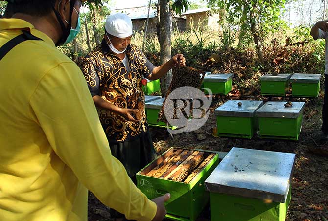 TERIMBAS CUACA: Salah satu peternak lebah di Lumbang saat hendak memanen madu. (Zainal Arifin/Radar Bromo)
