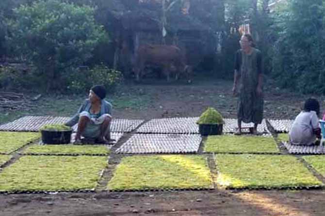 SIAP JUAL: Salah satu petani tembakau di Kotaanyar menjemur tembakaunya. (Foto: Agus Faiz Musleh/Jawa Pos Radar Bromo)